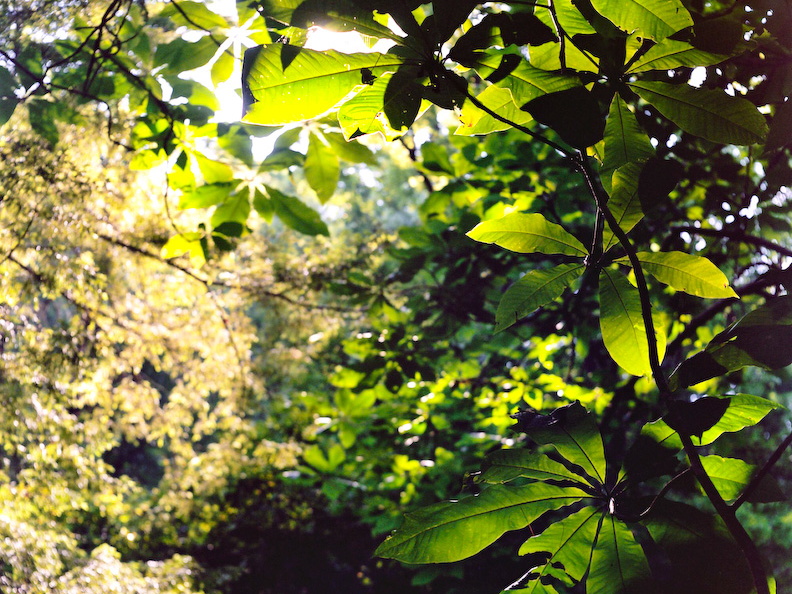 Umbrella Magnolia and Hemlock